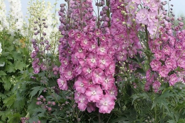 Delphinium Novi Zeland