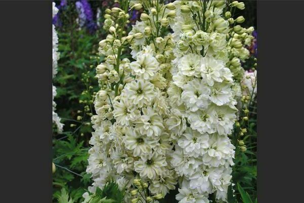 Delphinium New Zealand