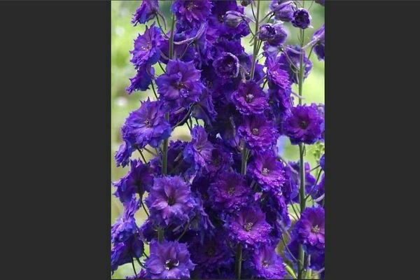 Delphinium Novi Zeland