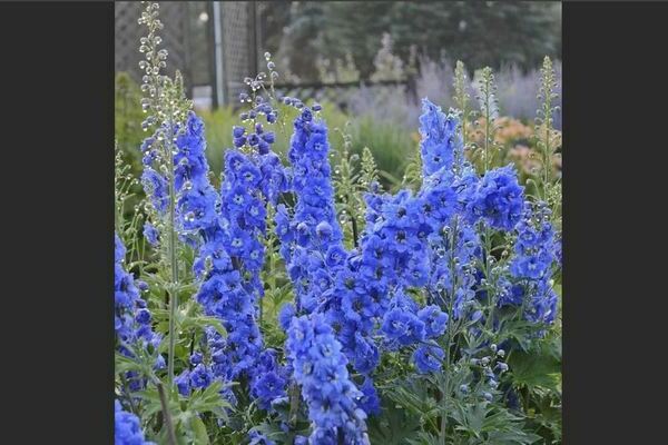 Delphinium Novi Zeland