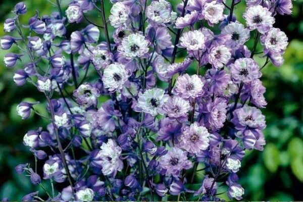 Delphinium photo