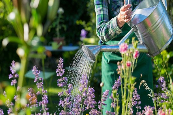 plantation de delphinium