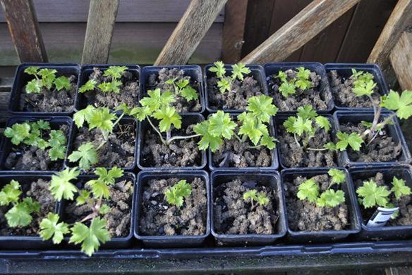 plantation de delphinium