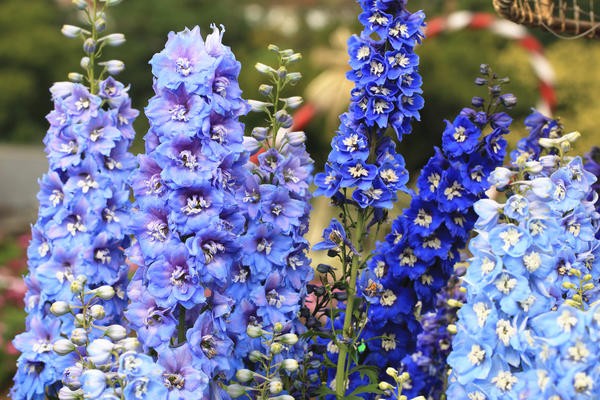 flerårig delphinium