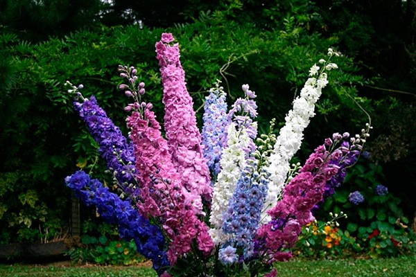 delphinium vivace