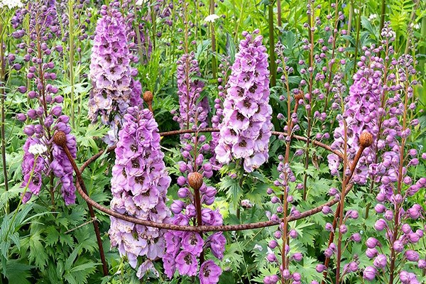 plantation de delphinium