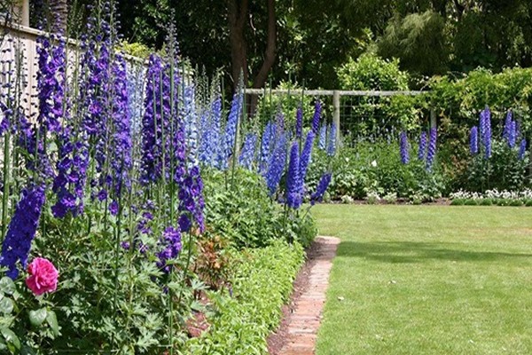 plantation de delphinium