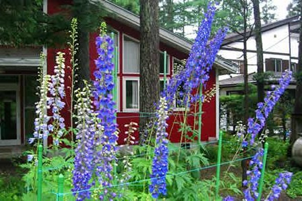 plantation de delphinium