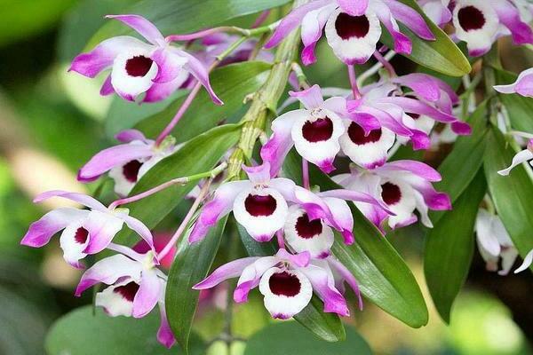 Dendrobium