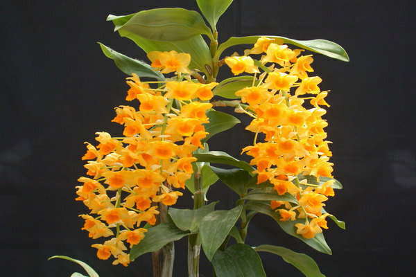 Dendrobium