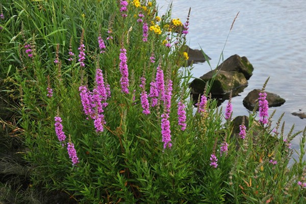 vrba loosestrife