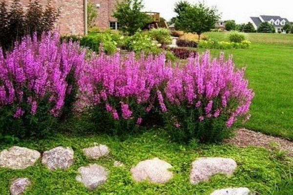 loosestrife landing