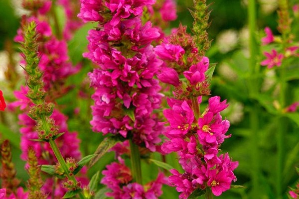 vrba loosestrife