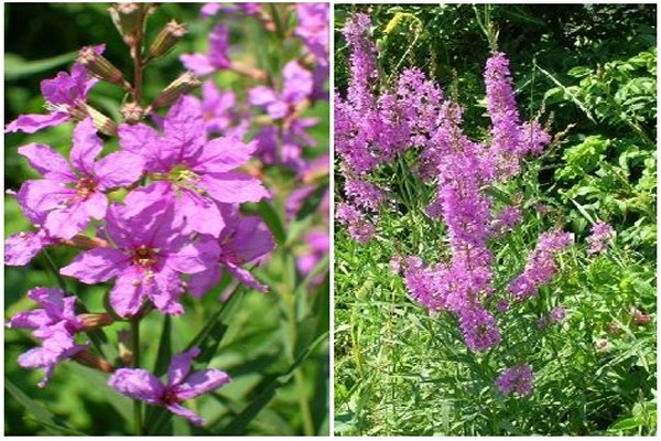 loosestrife photo