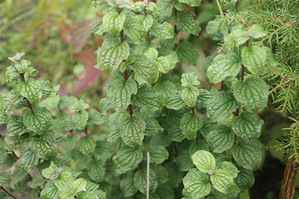 dogwood variegated