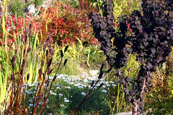 dogwood variegated