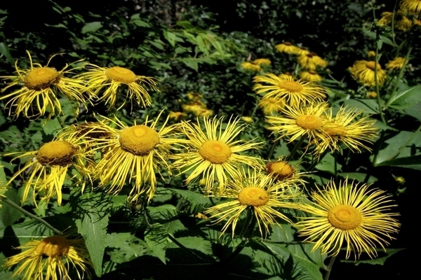 fotografija elecampane