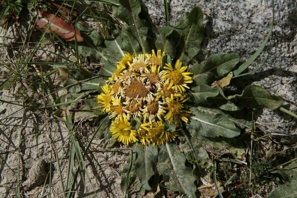 fotografija elecampane