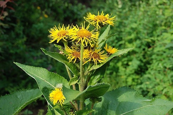 fotografija elecampane