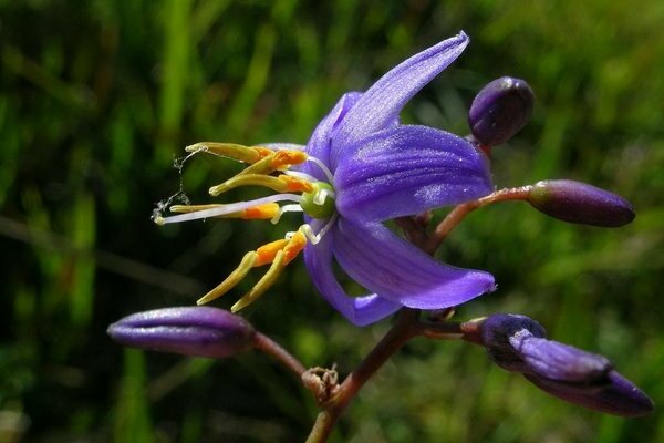 si dianella