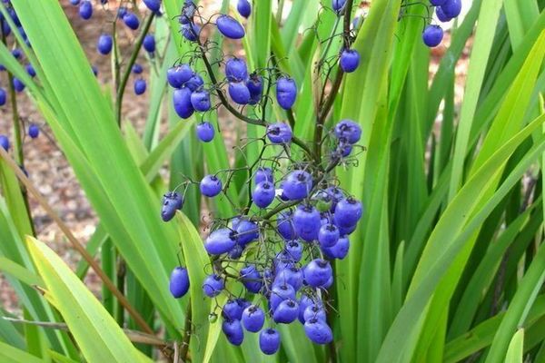 dianella