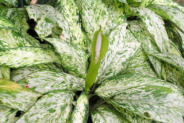 litrato ng dieffenbachia