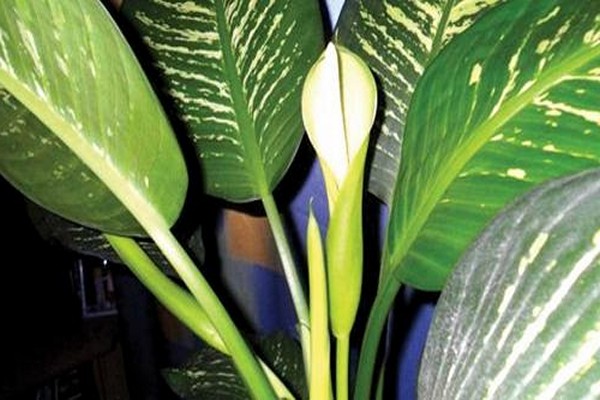 dieffenbachia photo