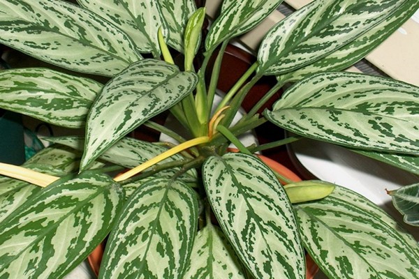 Dieffenbachia flower