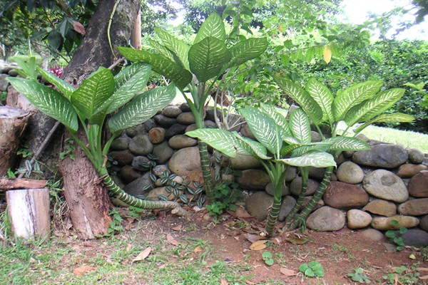 Zuhause dieffenbachia