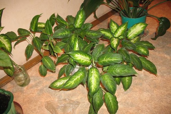 bahay dieffenbachia