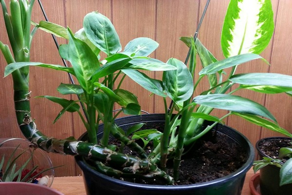 home dieffenbachia