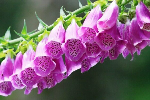 Digitalis: description, cultivation, types and varieties, use