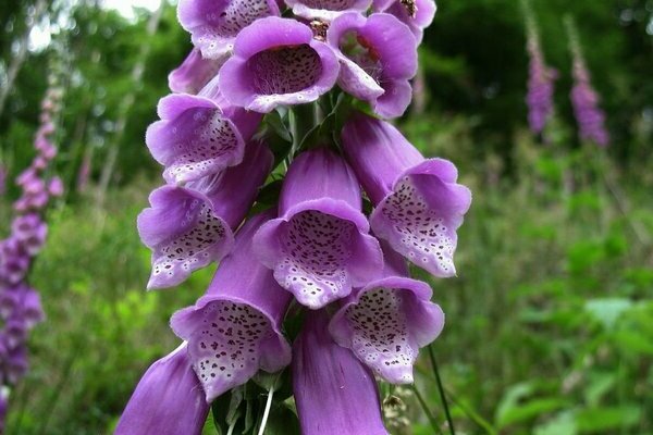 digitalis