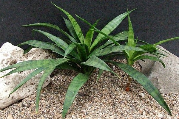 Mga barayti ng Sansevieria