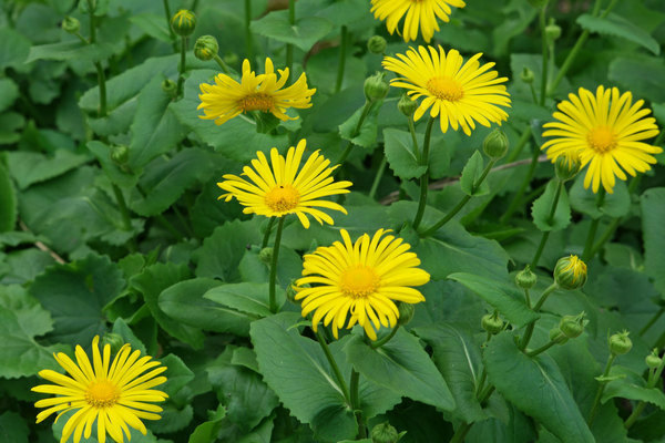 Doronicum photo