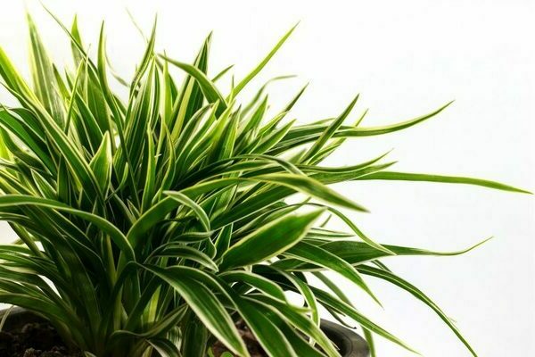 fotografija dracaena