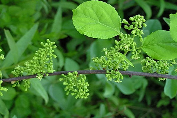 round-leaved wood plier