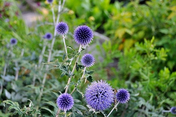 Echinops