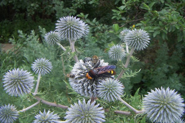 Echinops