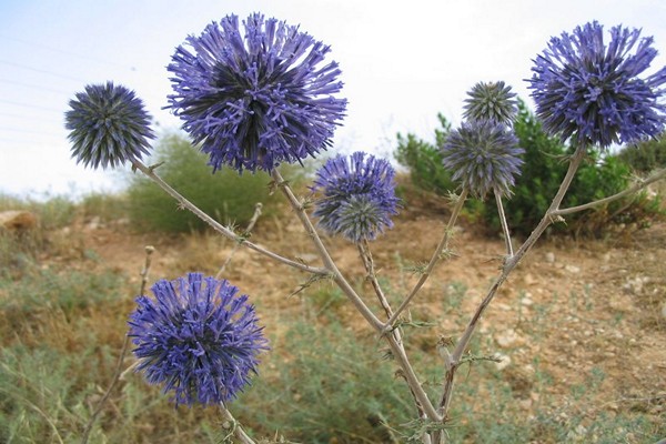 Echinops