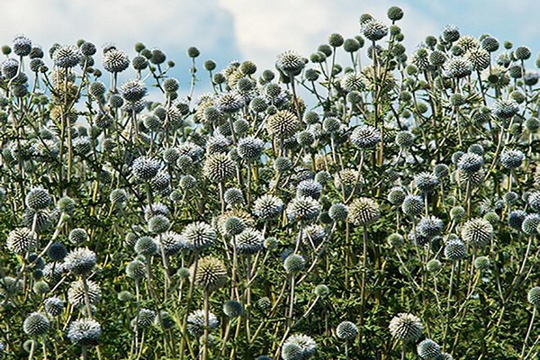 Echinops