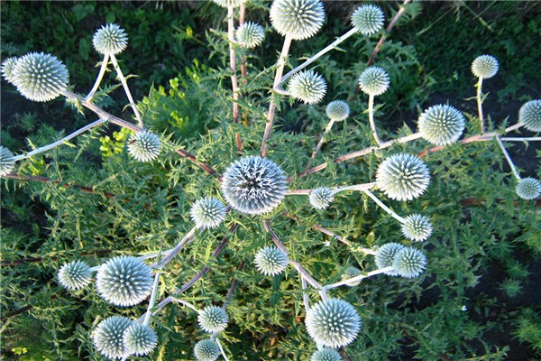 echinops