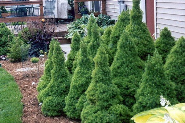 spruce varieties description