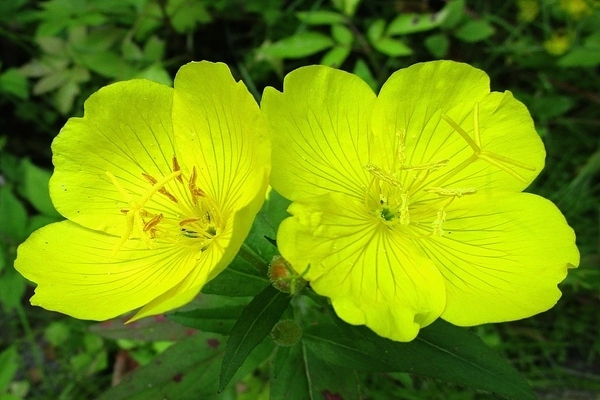 Evening primrose photo