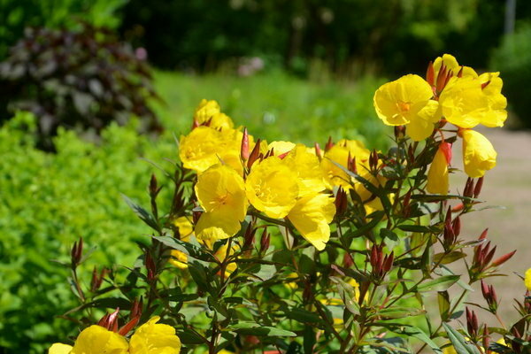 Evening primrose photo