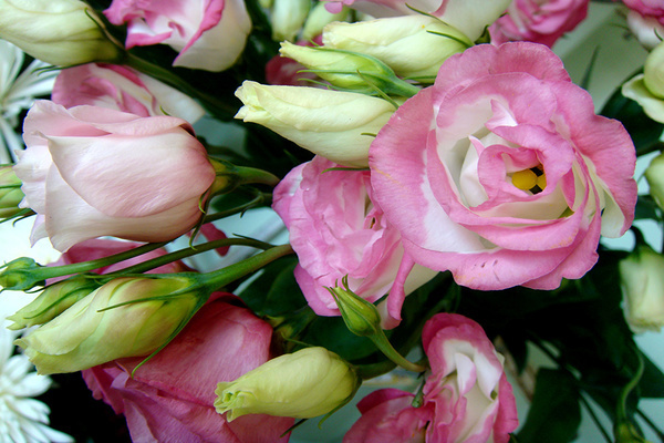 Eustoma Foto