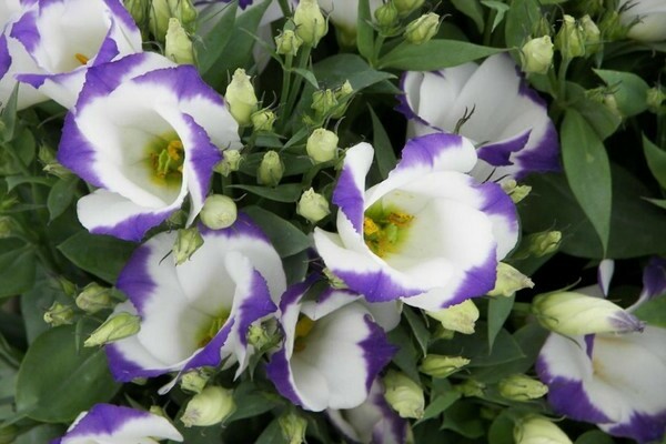 eustoma photo