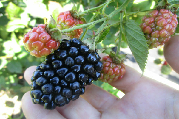 Blackberry kiova fotografija