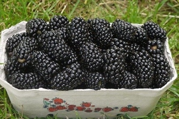 blackberry natchez