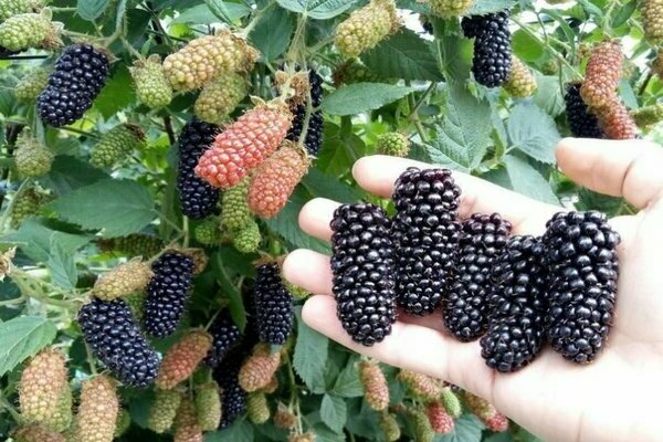 garden blackberry